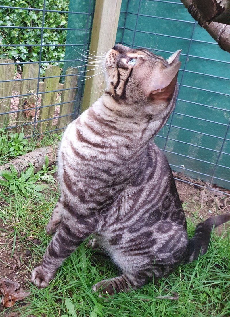 Safari de Fashion Bengal Mâle Bengal