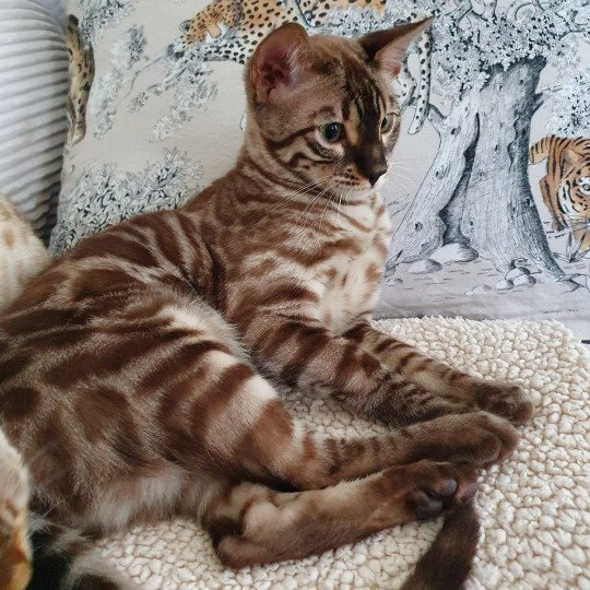 chat Bengal spotted / rosettes mink Safari de Fashion Bengal Diouzh Ti Ar Steredenn