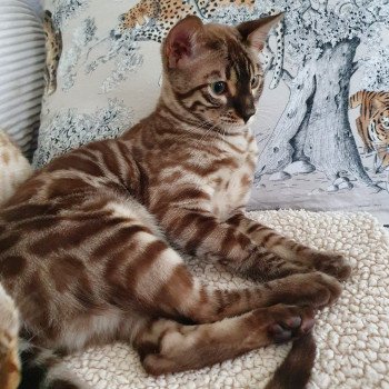 chat Bengal spotted / rosettes mink Safari de Fashion Bengal Diouzh Ti Ar Steredenn