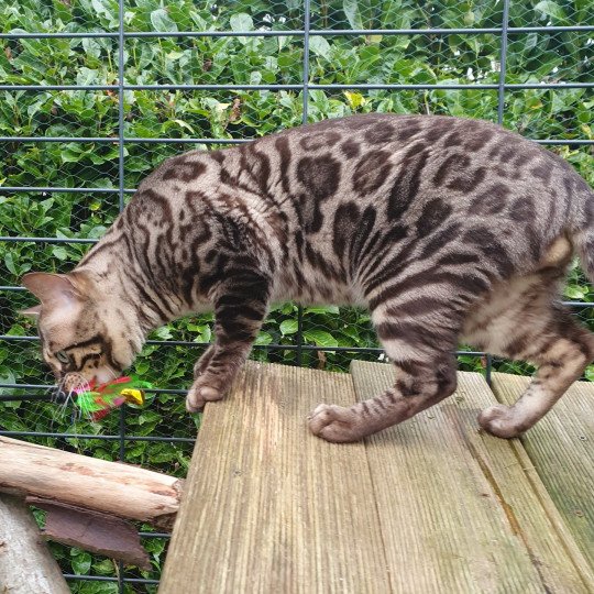 chat Bengal spotted / rosettes mink Safari de Fashion Bengal Diouzh Ti Ar Steredenn