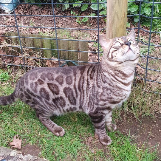 chat Bengal spotted / rosettes mink Safari de Fashion Bengal Diouzh Ti Ar Steredenn