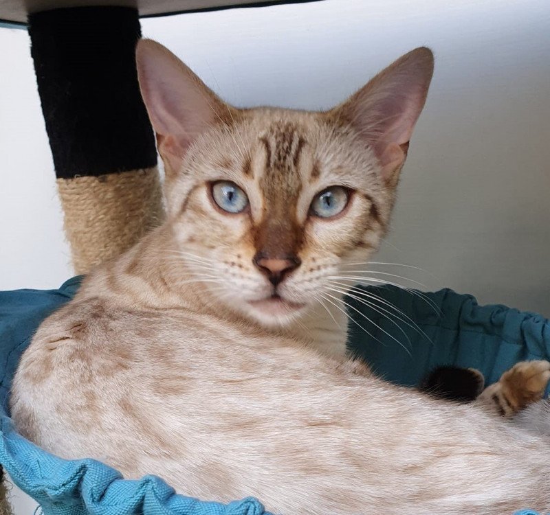 Sakura de Tiffany's Bengal Femelle Bengal Sakura de Tiffany's Bengal Femelle Bengal