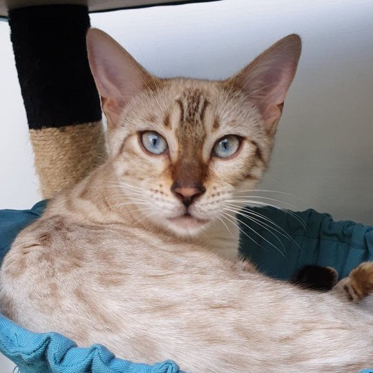 Sakura de Tiffany's Bengal Femelle Bengal