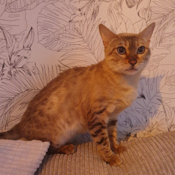 chat Bengal seal spotted / rosettes point Sakura de Tiffany's Bengal Diouzh Ti Ar Steredenn chat Bengal seal spotted / rosettes point Sakura de Tiffany's Bengal Diouzh Ti Ar Steredenn