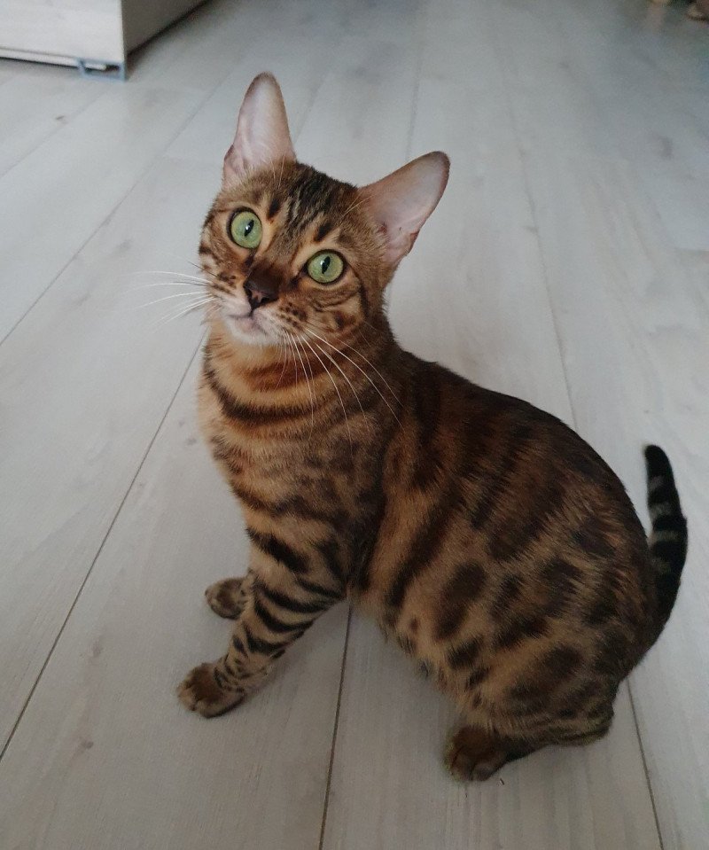 Solis Diouz Ti Ar Steredenn Diouz Ti Ar Steredenn Femelle Bengal