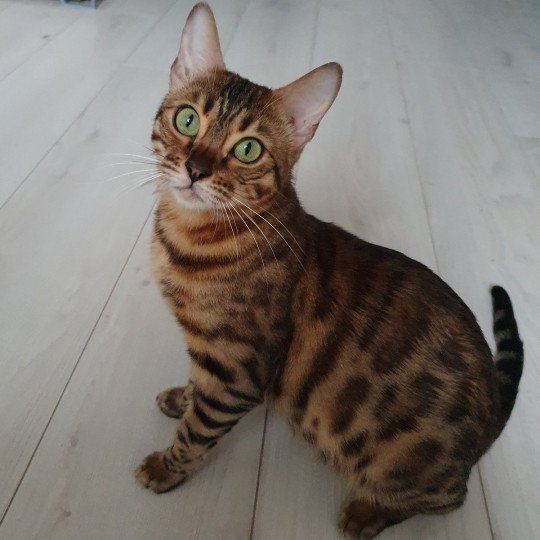 Solis Diouz Ti Ar Steredenn Diouz Ti Ar Steredenn Femelle Bengal