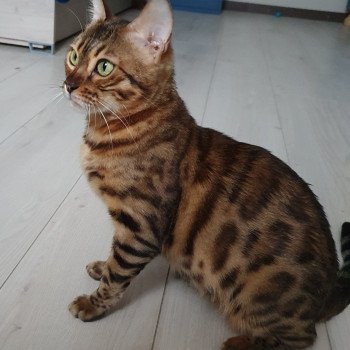 chat Bengal brown spotted / rosettes Solis Diouz Ti Ar Steredenn Diouzh Ti Ar Steredenn