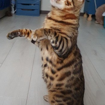chat Bengal brown spotted / rosettes Solis Diouz Ti Ar Steredenn Diouzh Ti Ar Steredenn