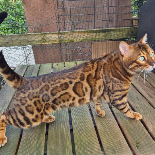 chat Bengal brown spotted / rosettes Talasio Diouz ti ar steredenn Diouzh Ti Ar Steredenn