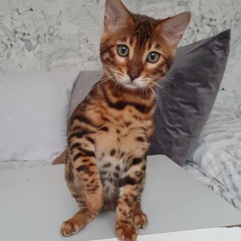 chaton Bengal Talasio Diouz ti ar steredenn Diouzh Ti Ar Steredenn chaton Bengal Talasio Diouz ti ar steredenn Diouzh Ti Ar Steredenn