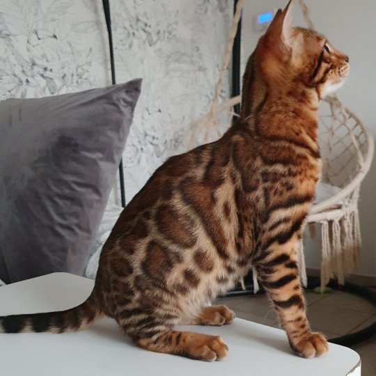 chaton Bengal brown spotted / rosettes Talasio Diouz ti ar steredenn Diouzh Ti Ar Steredenn