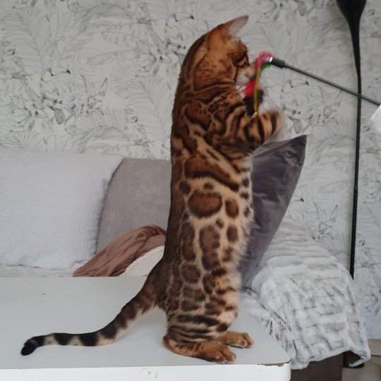 chaton Bengal brown spotted / rosettes Talasio Diouz ti ar steredenn Diouzh Ti Ar Steredenn
