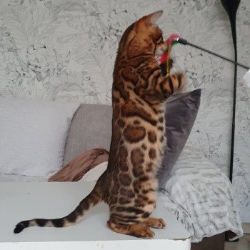 chaton Bengal brown spotted / rosettes Talasio Diouz ti ar steredenn Diouzh Ti Ar Steredenn chaton Bengal brown spotted / rosettes Talasio Diouz ti ar steredenn Diouzh Ti Ar Steredenn