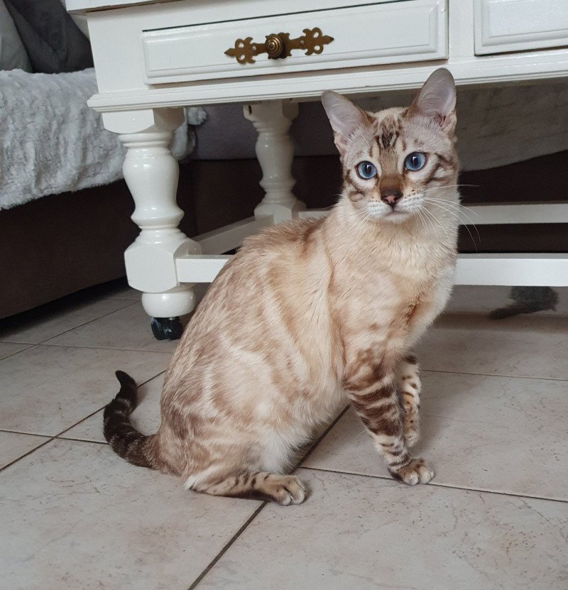 Thalia du Coteau De Seine Femelle Bengal