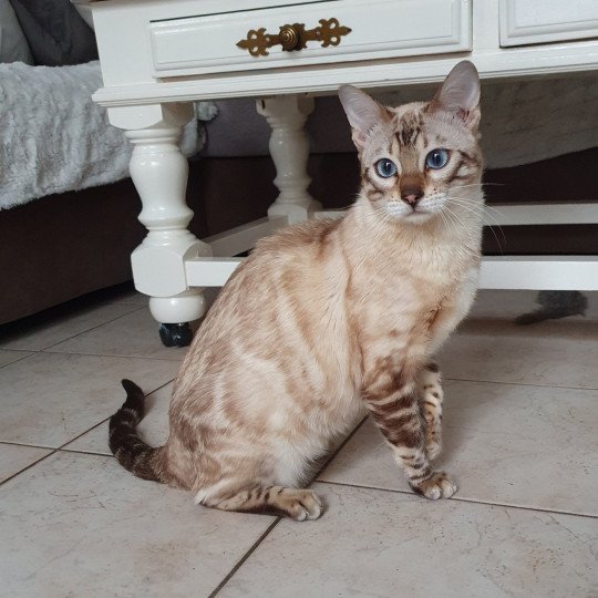 Thalia du Coteau De Seine Femelle Bengal