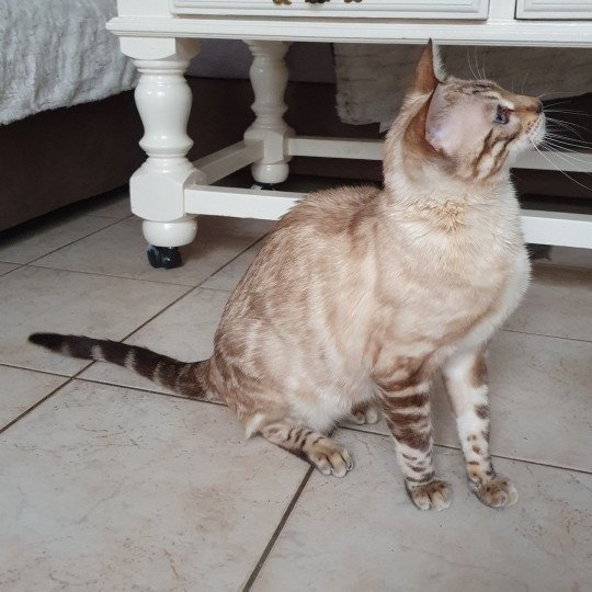 chat Bengal seal spotted / rosettes point Thalia du Coteau De Seine Diouzh Ti Ar Steredenn