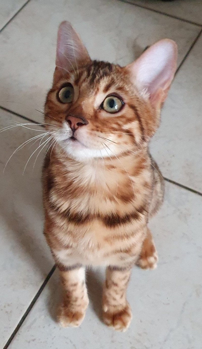 Thalna Diouz ti ar steredenn Diouz Ti Ar Steredenn Femelle Bengal