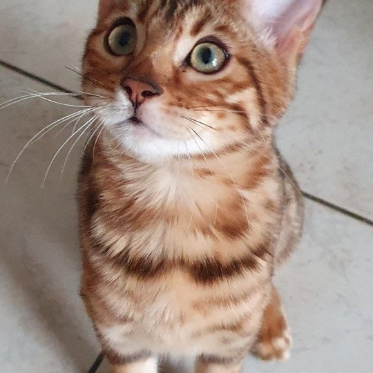 Thalna Diouz ti ar steredenn Diouz Ti Ar Steredenn Femelle Bengal