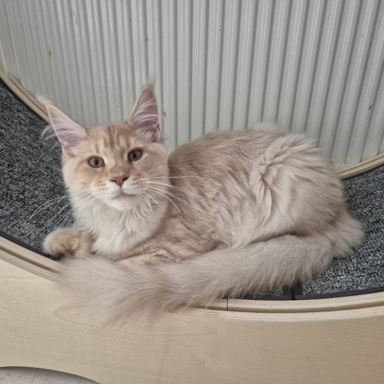 Aisso Femelle Maine coon polydactyle