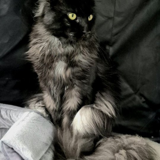 vulcain Mâle Maine coon polydactyle