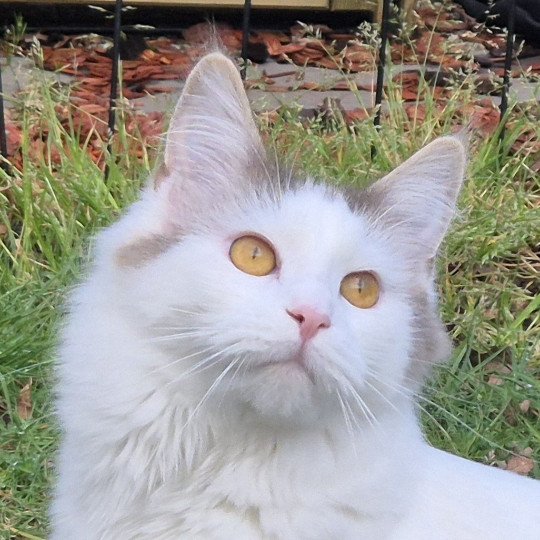 yin Diouz Ti Ar Steredenn Femelle Maine coon